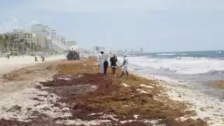 El sargazo no afecta en el uso recreativo de las playas de Quintana Roo