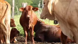 Los reportes se atienden en menos de 24 horas y se cuida a los animales con esquemas gratuitos