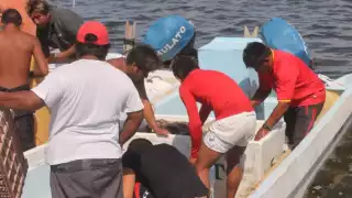 La Federación Regional liberó 800 ejemplares de holoturias en jaulas, en esta zona del estado