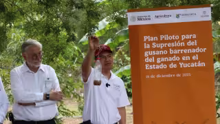 La Seder trabaja junto con los ganaderos del estado para disminuir la población de la mosca