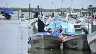 Pescadores buscan apoyar su economía con otras especies de peces durante el período de veda