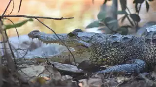 Las autoridades exhortan a no molestar a los ejemplares y evitar acercarse a ellos