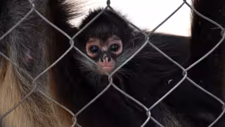 Mono araña en peligro: Profepa combate su venta ilegal como mascota