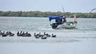 Próximos nortes beneficiarían a los pescadores al concluir la temporada de captura del molusco