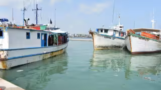 Alertan por presunto “huateo” de pulpo, mero y langosta en costas de Yucatán