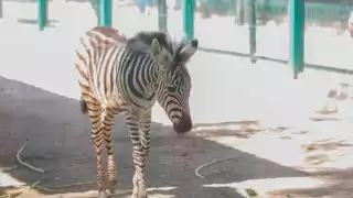 Familias yucatecas se dieron cita en el zoológico para visitar la cría del ejemplar que recién nació.