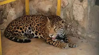 Piden a las autoridades explicar a detalle lo qué ocurrió con un felino en peligro de extinción