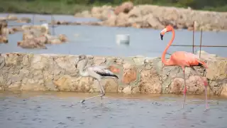 Unidad de Control y Protección Animal registra un incremento en la población del flamenco rosa