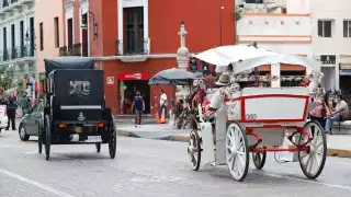 Como parte del plan, los caballos serán sometidos a  revisiones médicas periódicas por parte de la UADY
