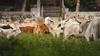 Con este informe suman 91 localidades con presencia de la plaga