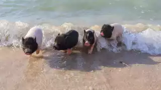 Los cerditos de Pig Beach fueron llevados a una granja en Paraíso