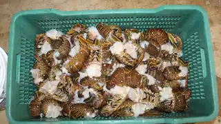 Algunos marineros también acumulan el producto para venderlo a terceros a precios menores