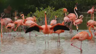 En el 2021 este puerto se consolidó con un hecho histórico cuando hubo más de 20 mil nidos