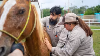 Los veterinarios aseguran que no puede descuidarse la incidencia de esta plaga