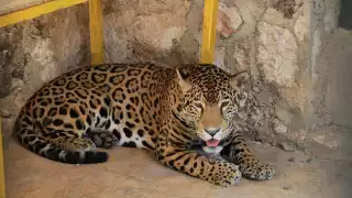 Un jaguar macho arriba al zoológico para ser parte de los planes de reproducción de animales en cautiverio