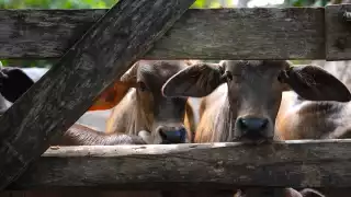 La Seder informa de 82 nuevos reportes de gusano barrenador