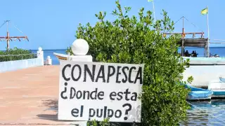 Pesqueros de Campeche reclaman información sobre el pulpo ante incertidumbre por falta de biomasa
