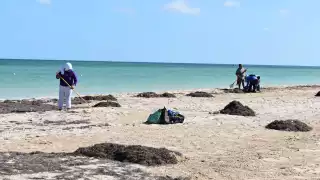 Trabajadores de la Comuna llevan a cabo el retiro del alga parda que se localiza en el malecón