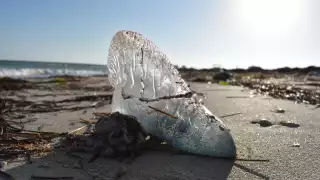 Las falsas medusas pueden causar dolorosas picaduras, por lo que se pide a la gente no tocarlas