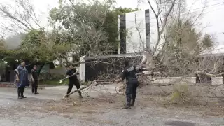 Solamente se registra la caída de árboles en Yucatán
