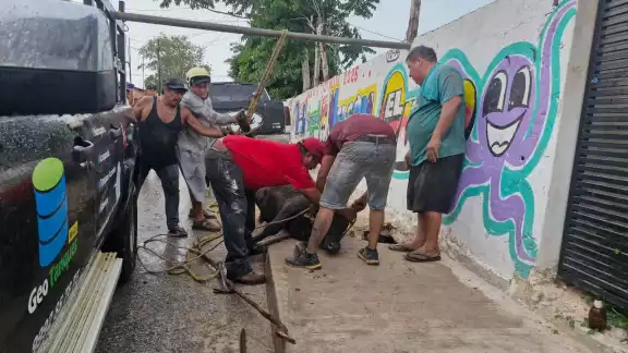 Un bovino resbala dentro de una cueva y termina atrapado en la salida de unos drenajes