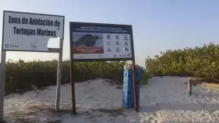 La Conanp y otros profesionales exhortan al cuidado de las zonas de desove de la tortuga marina