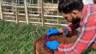 Piden calma a los ganaderos de la región para el control de la larva, reportar los casos sospechosos y que apliquen adecuadamente el medicamento a los animales afectados