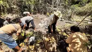 Comunidad indígena de Felipe Carillo Puerto busca rescatar ritual maya
