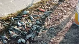 Miles de especies marinas aparecen muertas en las playas de Chelem y Chuburná Puerto