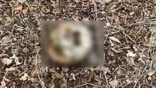 El hallazgo ocurrió cerca del fraccionamiento Plan de Ayala.