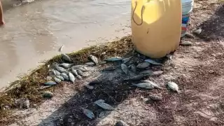 Es el segundo día consecutivo en el que se ha reportado la presencia de ejemplares muertos.