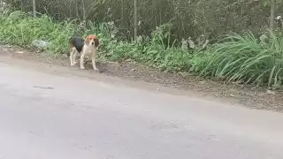 Se trataba de animales sin hogar pero que no lastimaban a nadie, aunque algunos vecinos se mostraban en su contra