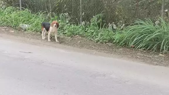 Diversas mascotas quedaron extraviadas después del Año Nuevo. Diversas mascotas quedaron extraviadas después del Año Nuevo.