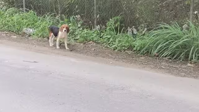 Diversas mascotas quedaron extraviadas después del Año Nuevo.