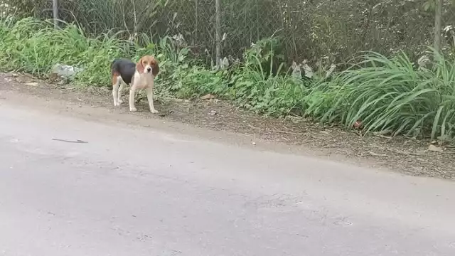 Diversas mascotas quedaron extraviadas después del Año Nuevo.