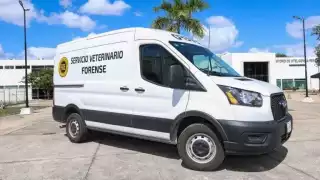 Denuncian envenenamiento masivo de perros y gatos en Pisté, Yucatán