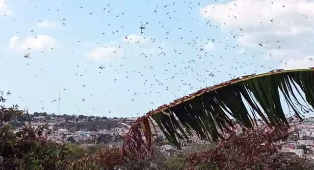 Crisis económica en Campeche por plaga de langostas del siglo XIX