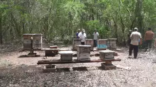 “No hay cosecha, no hay miel, no hay dinero”: Agroquímicos aplicados con drones mataron a más de tres millones de abejas en Nohalal, Yucatán