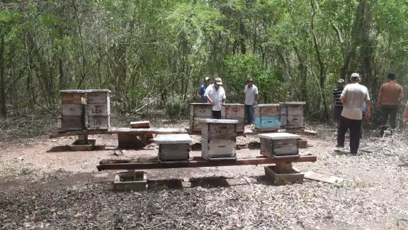 El Colegio de la Frontera Sur informó que las abejas de Nohalal murieron por una sustancia tóxica El Colegio de la Frontera Sur informó que las abejas de Nohalal murieron por una sustancia tóxica