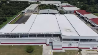 Gusano barrenador suma mil 100 casos en animales y 13 en humanos en Campeche