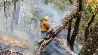 Extinguen dos incendios forestales en Campeche; restan otros tres