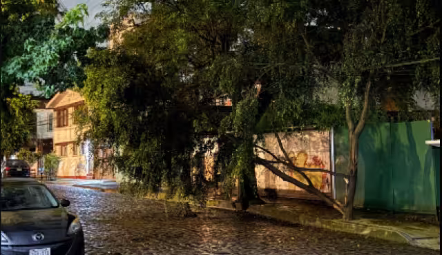 Tormenta en CDMX provoca inundación y caída de un árbol en Coyoacán