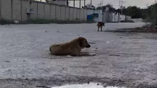 Agrupación “La última esperanza” busca reducir las enfermedades entre la fauna de Chetumal.