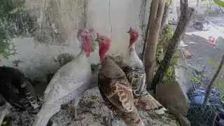 Ventas de pavo indio repuntan en diciembre en Sabancuy