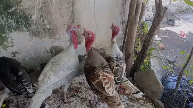Repunta la venta de pavo indio en la cabecera y en los ejidos