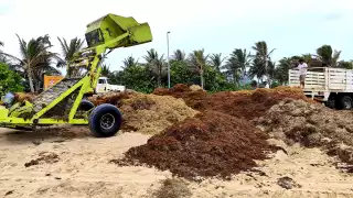 Anuncian limpieza se sargazo en siete playas de Cancún, ¿cuáles son y cuándo será?