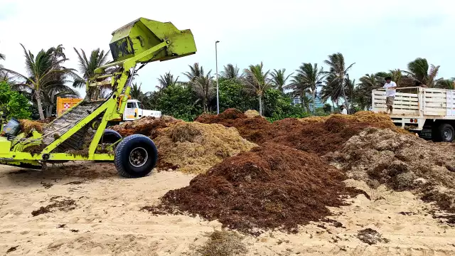 Utilizarán maquinaria pesada para retirar la mayor cantidad posible de macroalgas