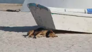 Habitantes de Progreso piden retirar a los bebedores consuetudinarios y perros callejeros del malecón 
