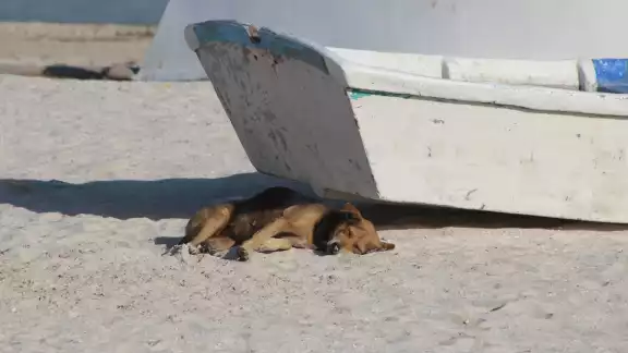Comerciantes y locatarios solicitan que se remueva a canes callejeros y personas ebrias de la playa