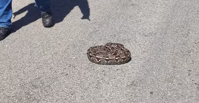 El reptil fue capturado y liberado por personal de Procivy.